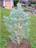 Pinus sylvestris 